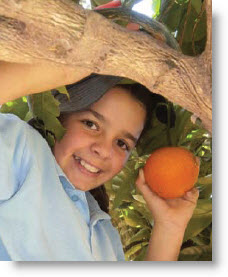 Bingara Orange Picking 2015
