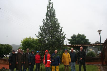 Click to view slideshow of the Christmas tree erection