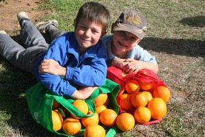 Bingara Orange Picking