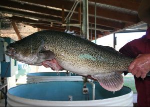 Bingara Hatchery - big fish