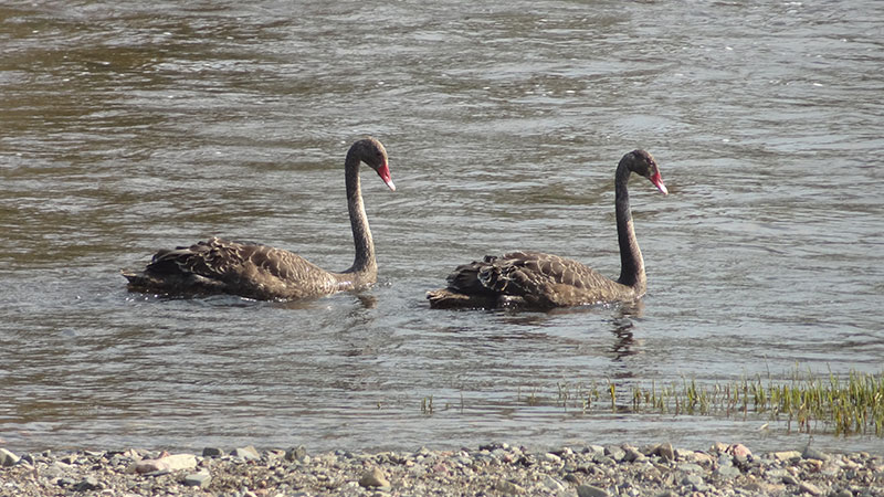 Black swans at Bingara