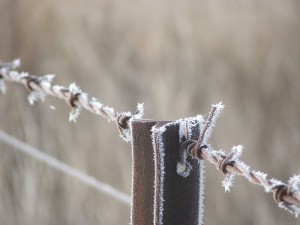 frosty barbed wire