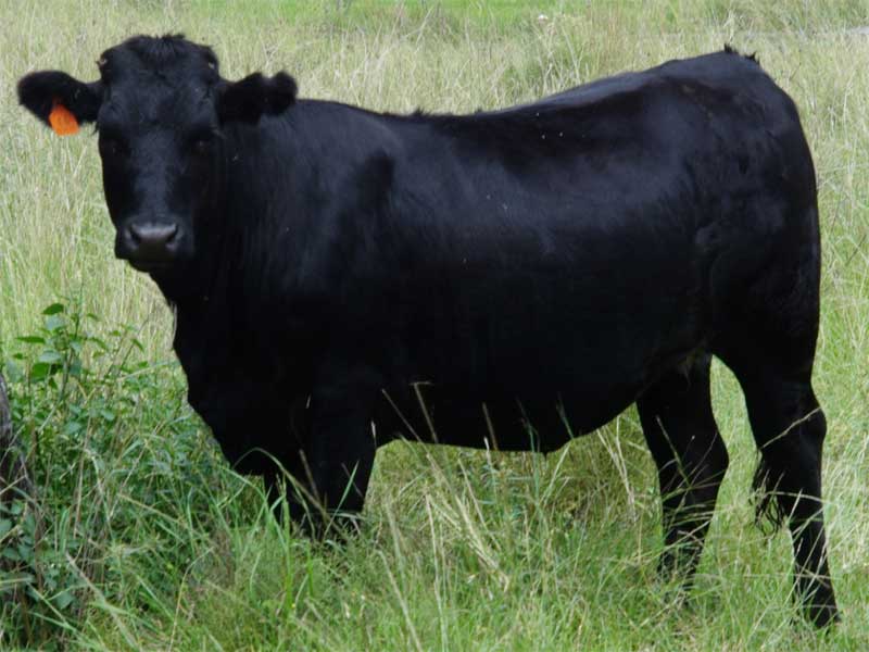 Big Black bull Co. heifer