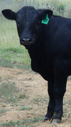 Big Black bull Co. calf