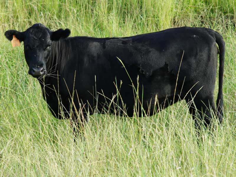 Big Black bull Co. heifer