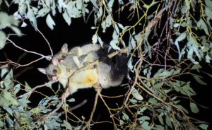 Brushtail possum & baby