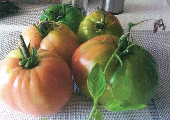 Bingara's giant tomatoes