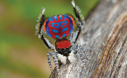 The very colourful peacock spider
