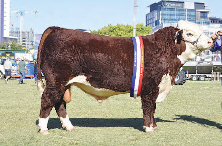 Senior and Grand Champion bull, Thornleigh Legume L371.