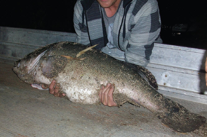60 lb Murray Cod caught in the Gwydir River.