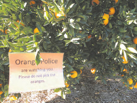 It will be a severe dressing down from students of the Bingara Central school for anyone caught trying to steal oranges before the official orange picking on Friday.