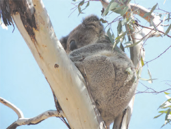 A local koala. 