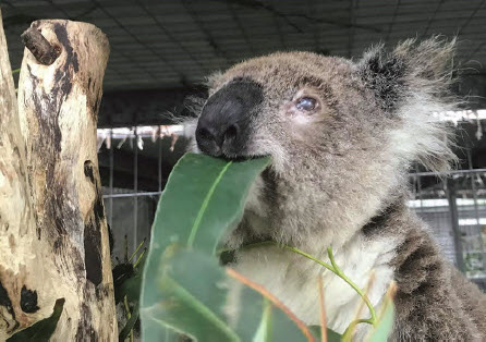 Enjoying her breakfast of ‘Eucalyptus robusta’ at the Port Macquarie Koala Hospital is the female koala rescued at Bingara in November 2018.