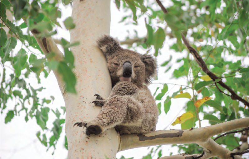 A koala at Warialda. 