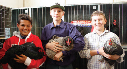 Brandon Tevaga, Andrew Bancroft and Angus Marshall proudly exhibited poultry for the Bingara Central school.