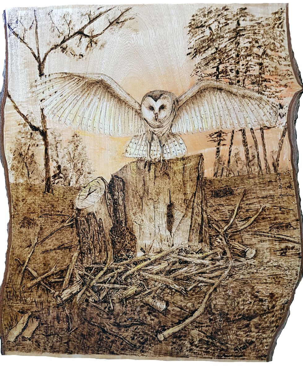 Night Owl, pyrography on jacaranda wood by Sheila Turbefield. 45 x 40 cm.